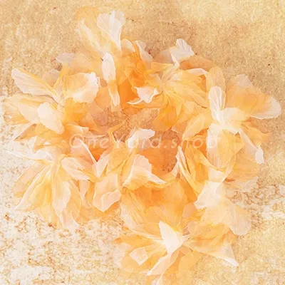 Tangerine Tangerine